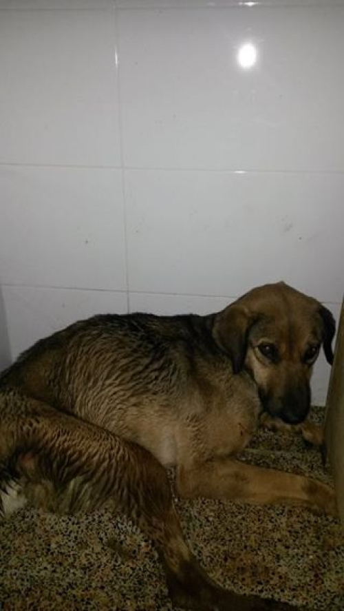 მეტისი უსახელო