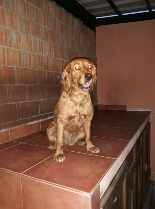 კოკერსპანიელი მცხეთის გზაზე ნაპოვნი