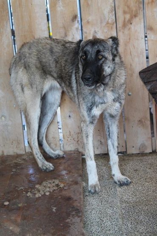 ქართული ქოფაკი ნაიდა