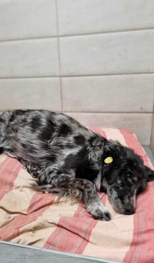 მეტისი ლოჭინის ხიდი