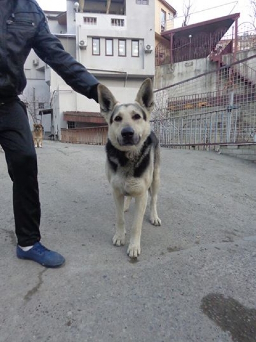 აღმოსავლეთ ევროპული ნაგაზი უსახელო