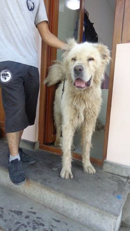 ქართული ნაგაზი უსახელო