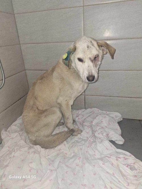 მეტისი ბერი გაბრიელ სალოსის მე 6 შესახვევი ბინა 6