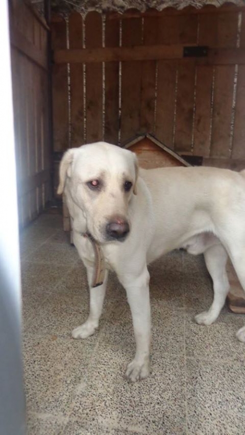 ლაბრადორი ტოტო