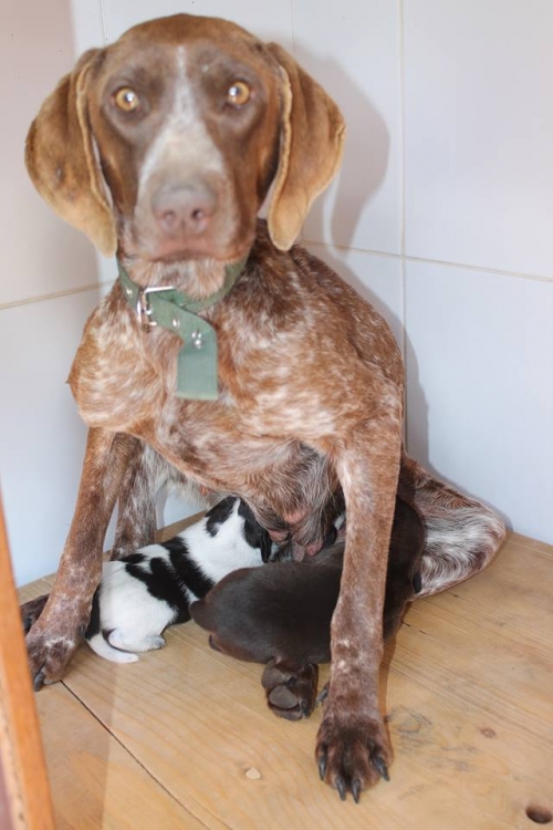 კურცხაარი სიმა