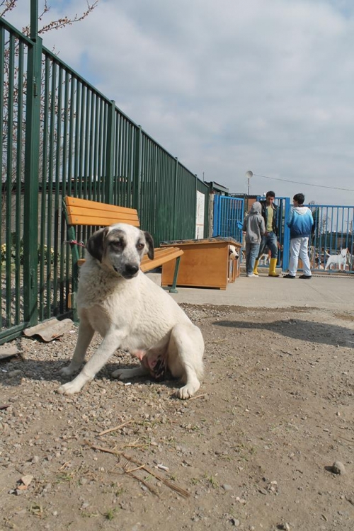 მეტისი უსახელო