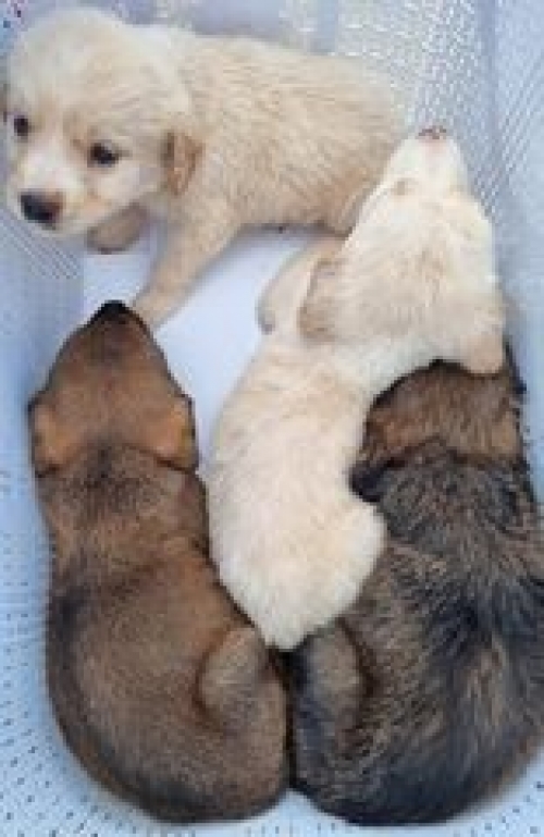 მეტისი ნაპოვნია მუხრანში.