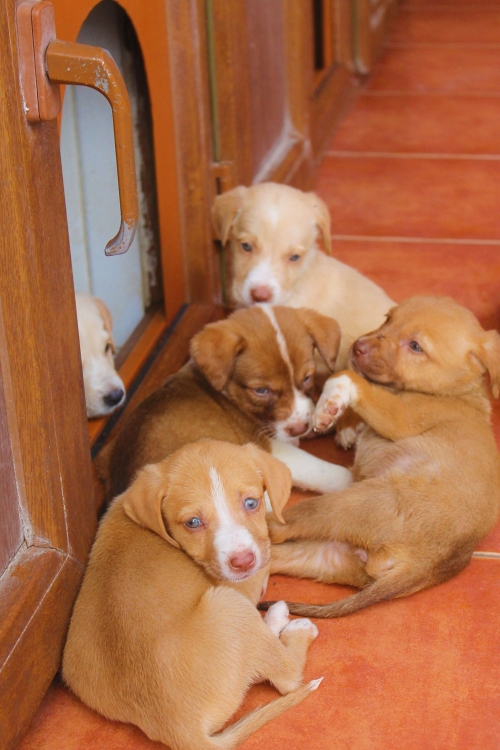 მეტისი უსახელო