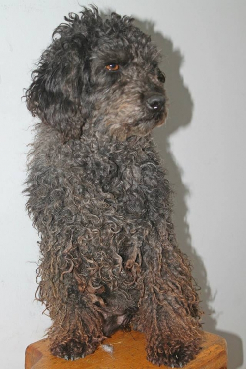 პუდელი ნიმი