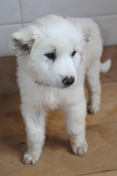 ქართული ნაგაზი ბასა