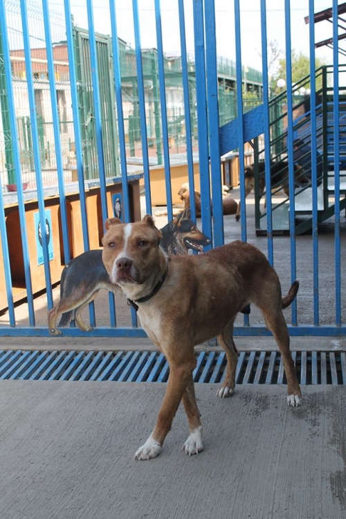 პიტი ბერტა