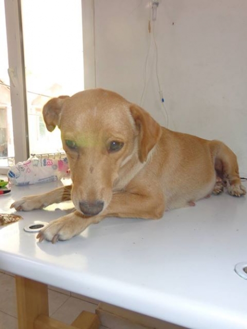 მეტისი უსახელო