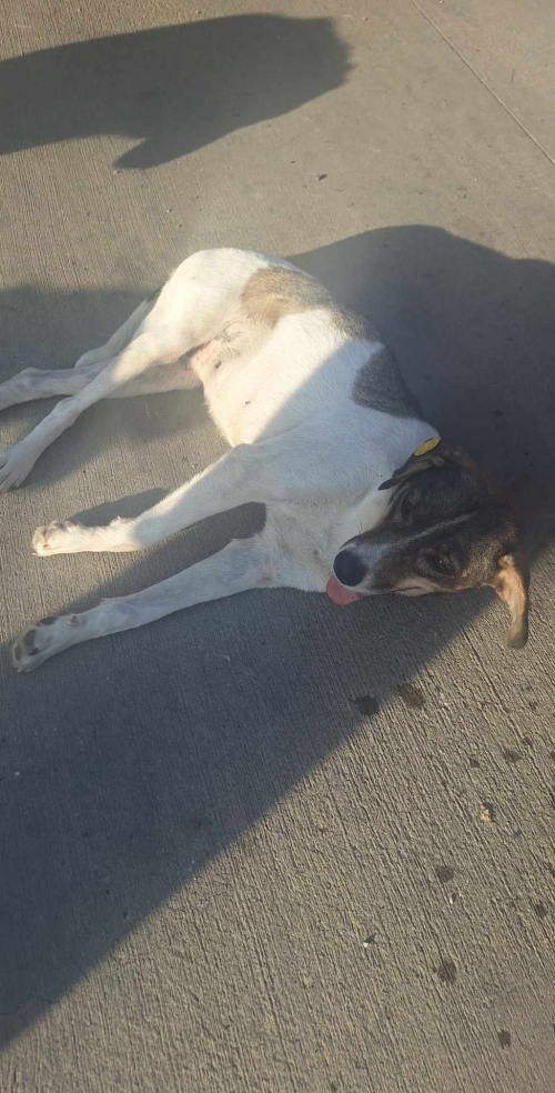 მეტისი გორი