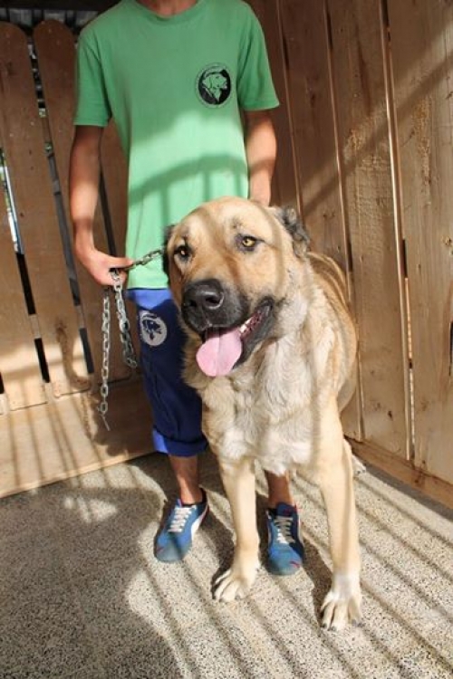 ქართული ნაგაზი ლომა