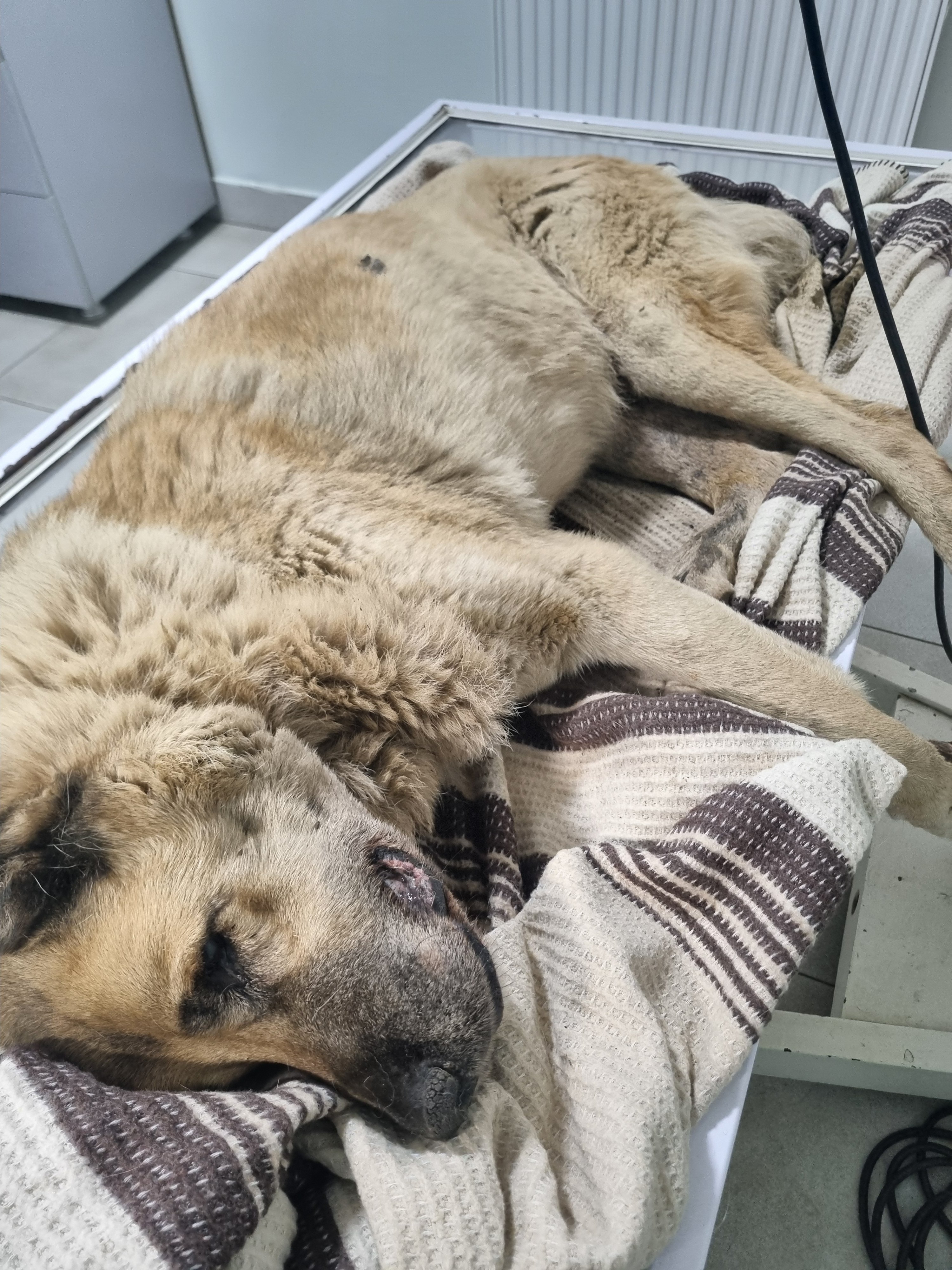 გრ. ლორთქიფანიძის ქუჩა