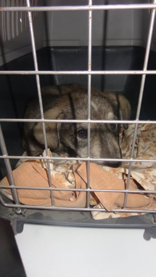 მეტისის ლეკვები უსახელო