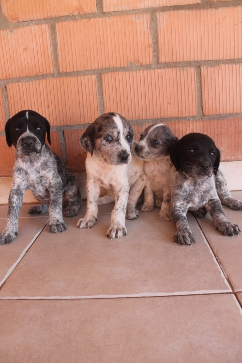 მეტისის ლეკვები უსახელო