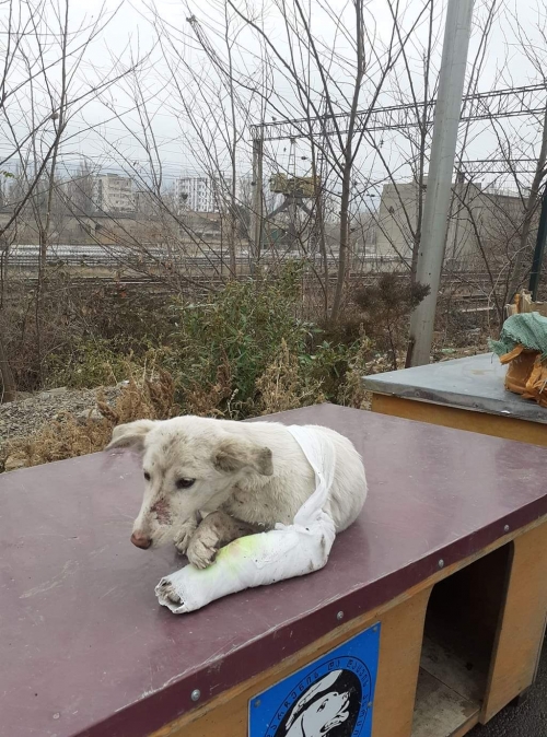 მეტისი უსახელო