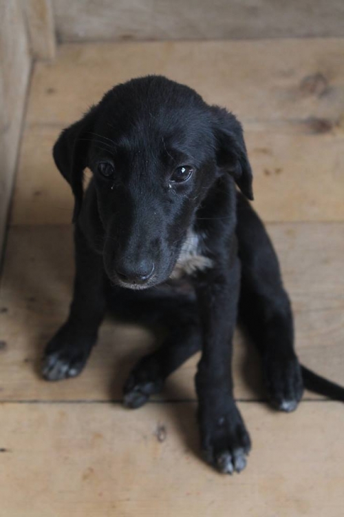 მეტისი უსახელო