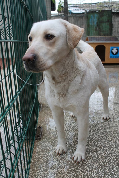 ლაბრადორი უსახელო