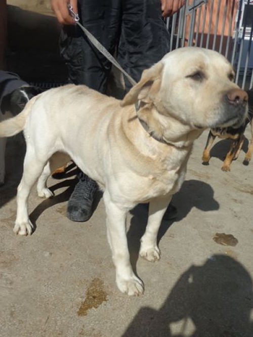 ლაბრადორი უსახელო