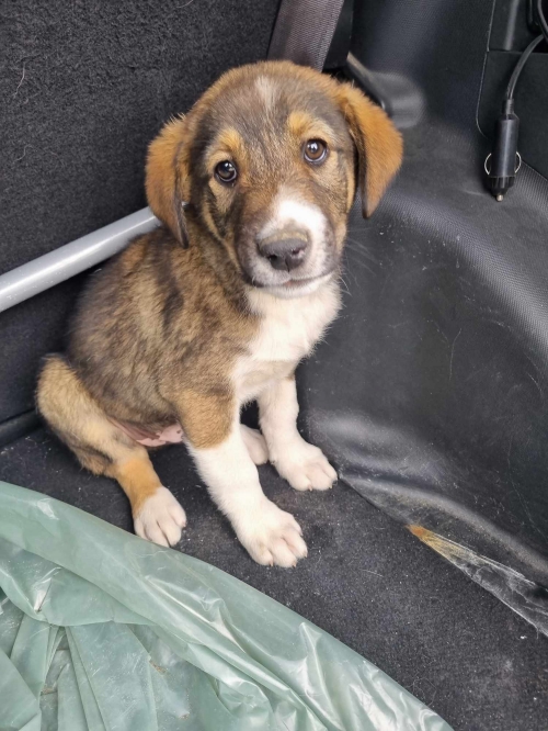 მეტისი საგურამო