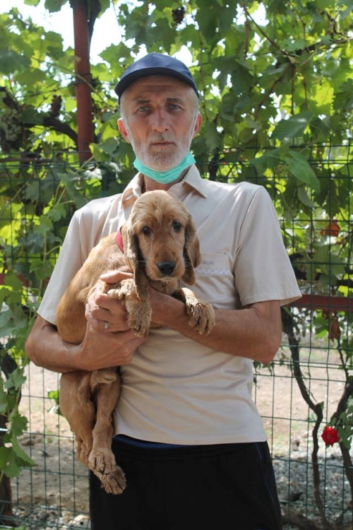 კოკერსპანიელი ლაკი