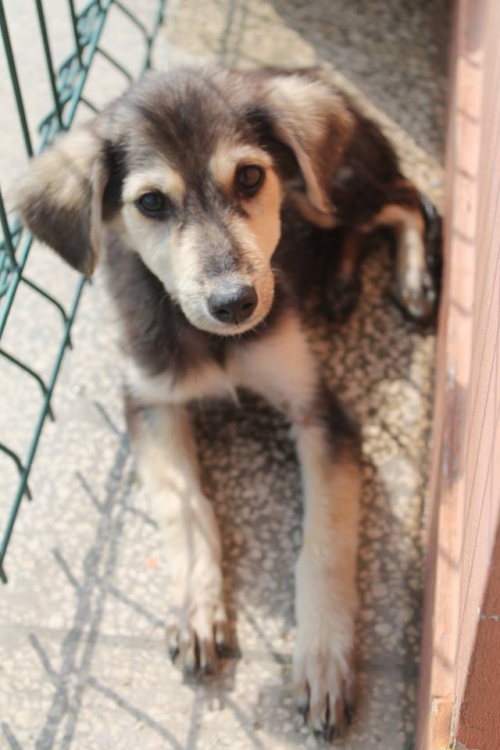 მეტისი უსახელო