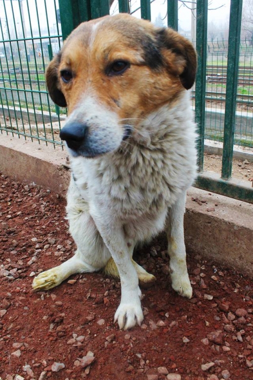 მეტისი უსახელო