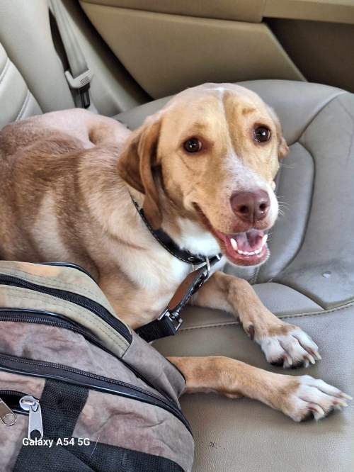 მეტისი მოლი