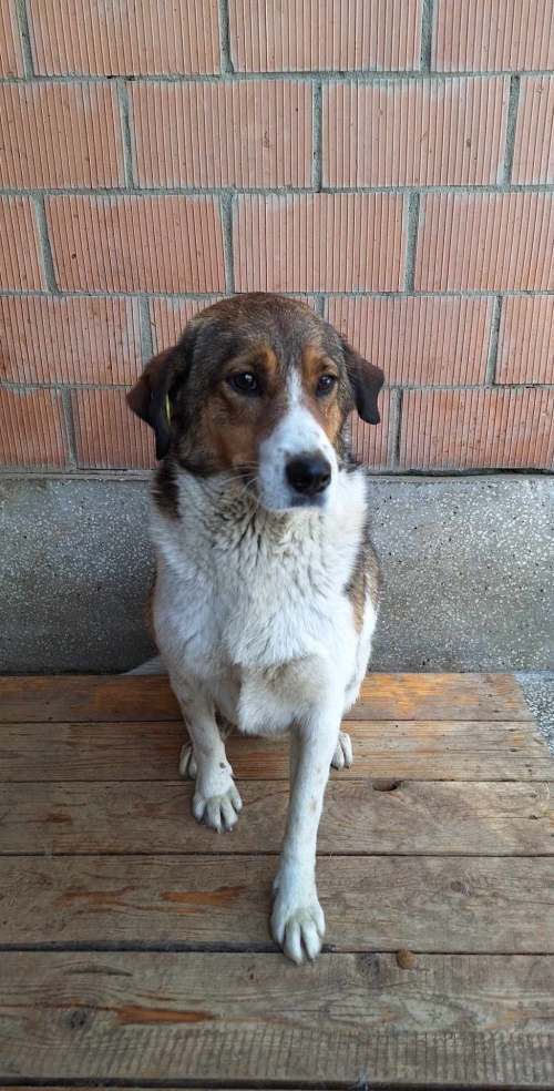 მეტისი დიდიღომი