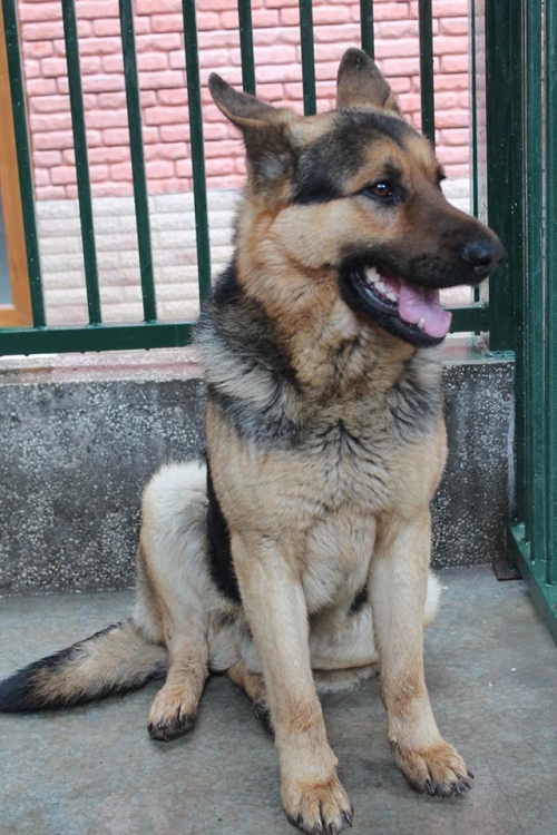 გერმანული ნაგაზი უსახელო