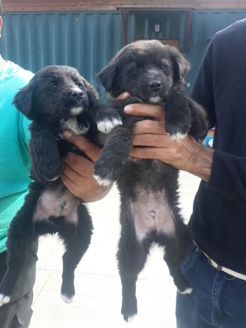 მეტისი სართიჭალა