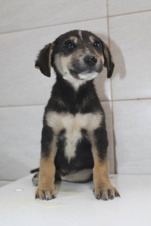 მეტისი უსახელო