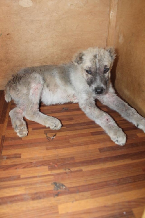 ქართული ქოფაკი უსახელო