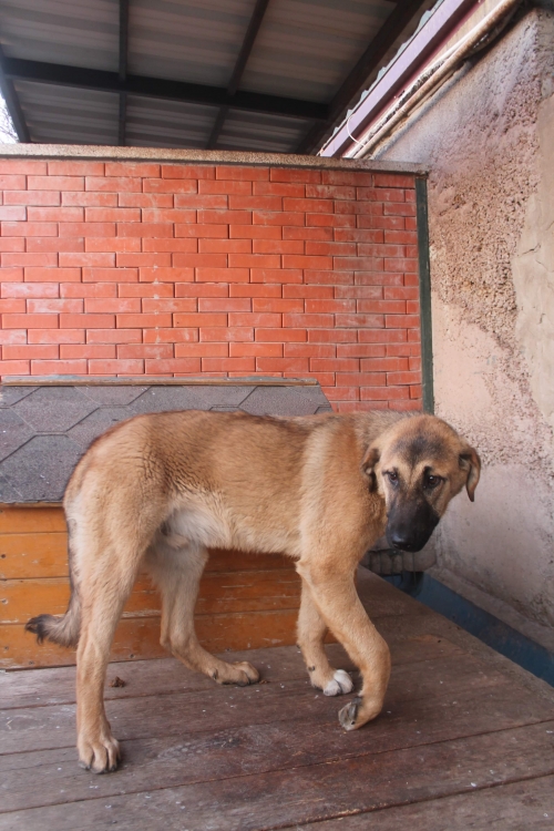 მეტისი ლომა