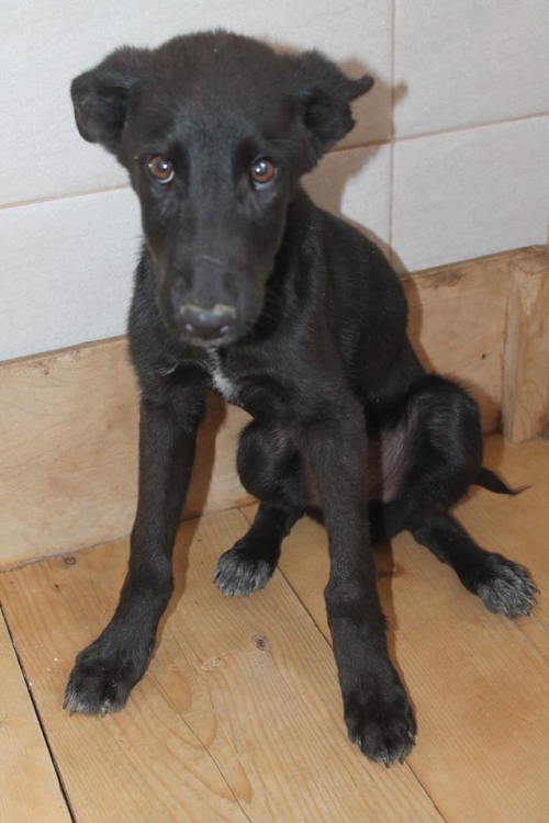 მეტისი პუტი