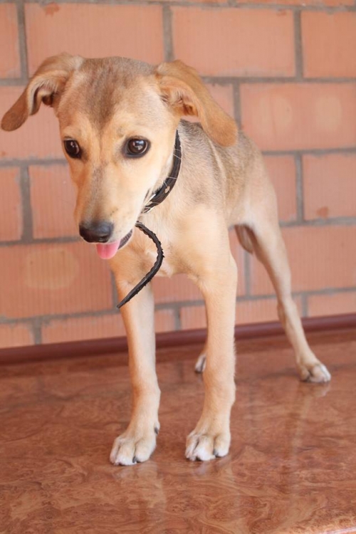 მეტისი უსახელო