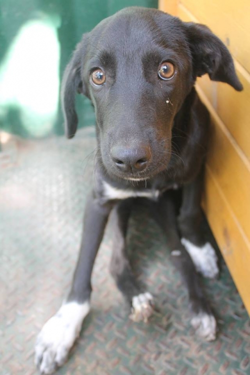 მეტისი ციცქნა