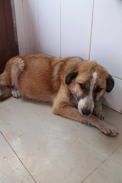 მეტისი ბუბუ