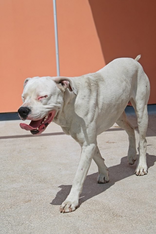 ამერიკული ბულდოგი უსახელო