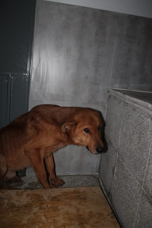 მეტისი უსახელო