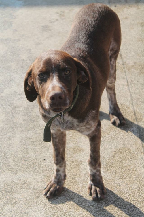 კურცხაარი უსახელო