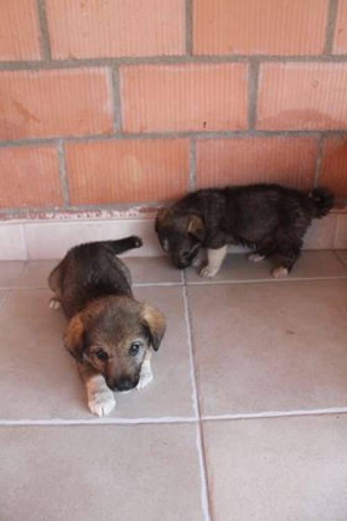 ქართული ქოფაკი უსახელო