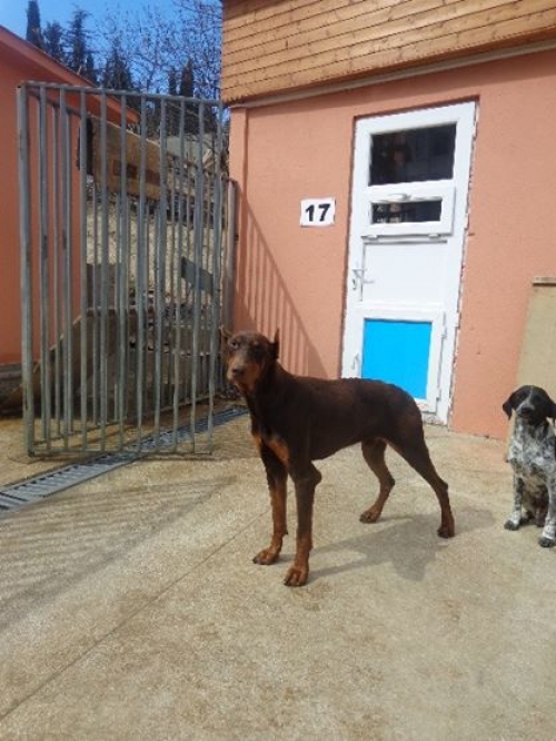 დობერმანი უსახელო