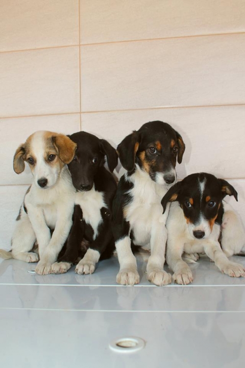 გონჩის მეტისი უსახელო