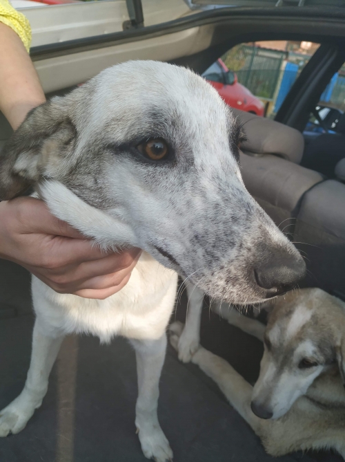 მეტისი უსახელო