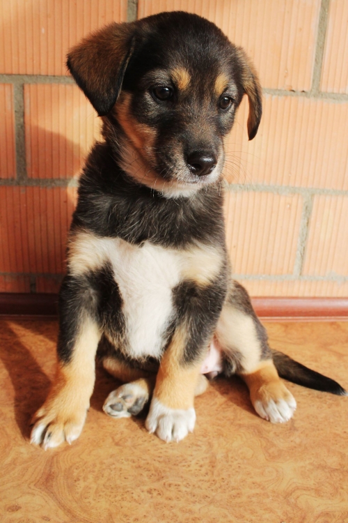 მეტისი უსახელო