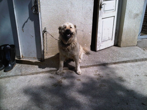 * გაჩუქებულები ბუბუ