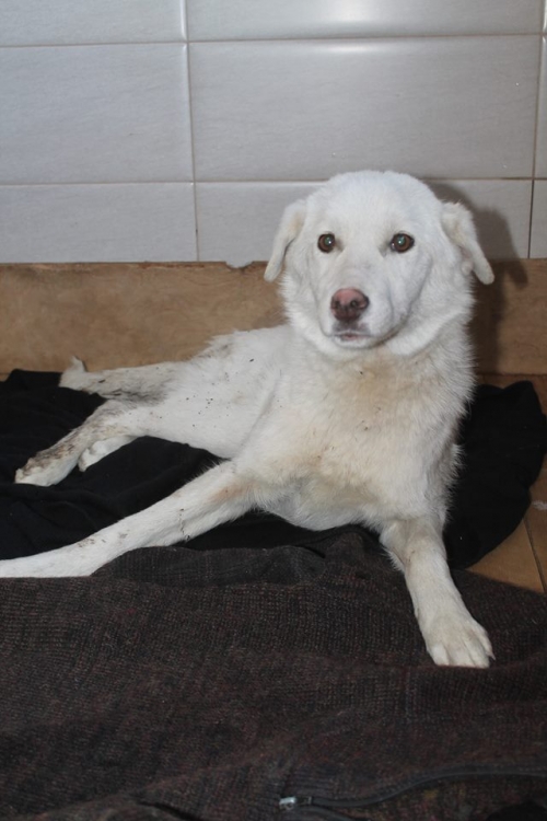 მეტისი უსახელო